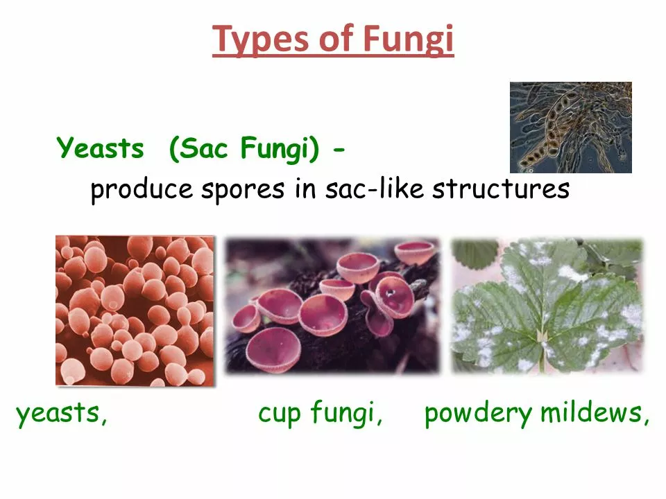 The top 10 most interesting fungi facts